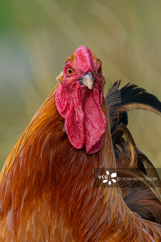 红色鸡在农场自由放养图片素材