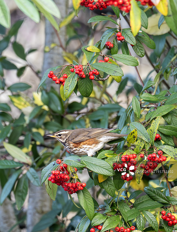 在英国湖区安布尔赛德的红翼鸫（Turdus iliacus）。图片素材