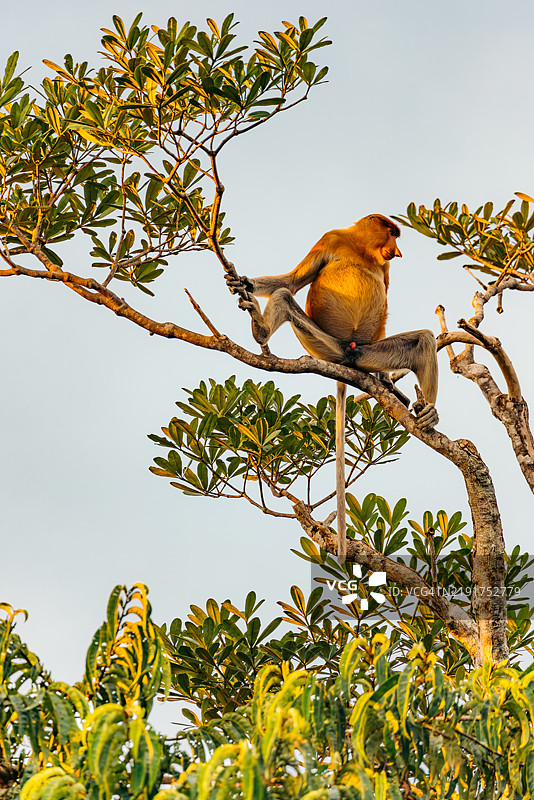 婆罗洲森林中的长鼻猴图片素材