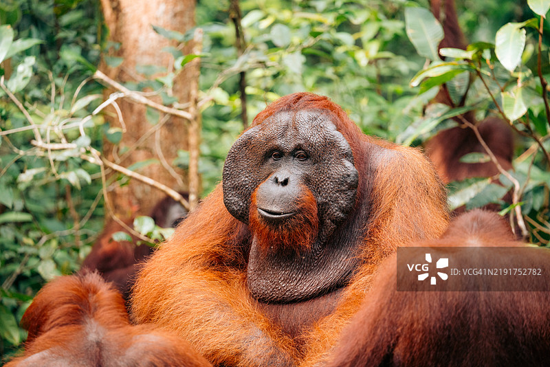 婆罗洲森林中的野生雄性猩猩图片素材