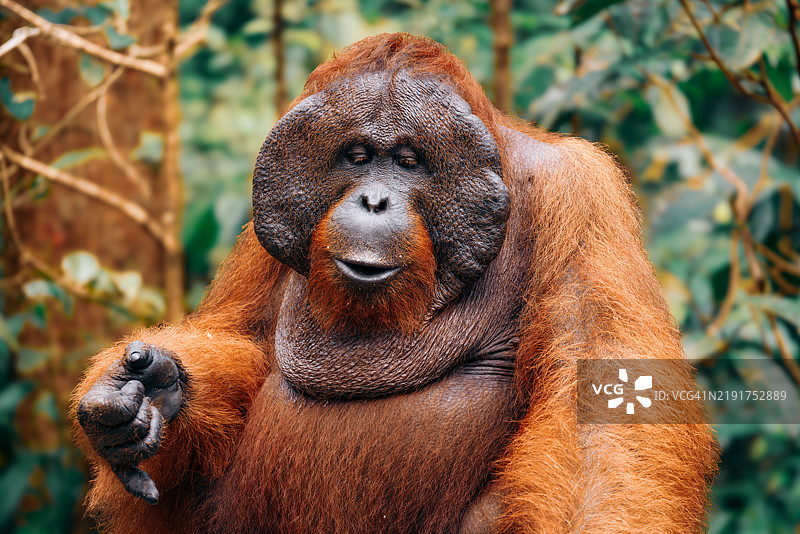 婆罗洲森林中的野生雄性猩猩图片素材