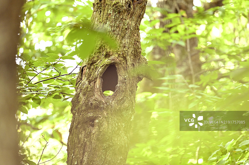特写镜头展示一棵有洞的树，猫头鹰的栖息地。图片素材