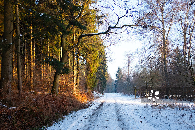 森林中的雪图片素材