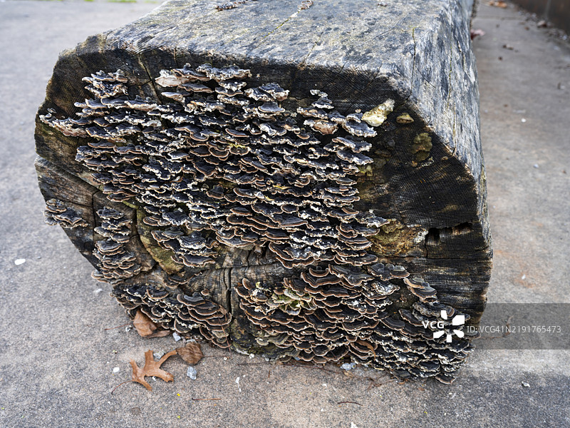 灵芝菇生长在树干上图片素材