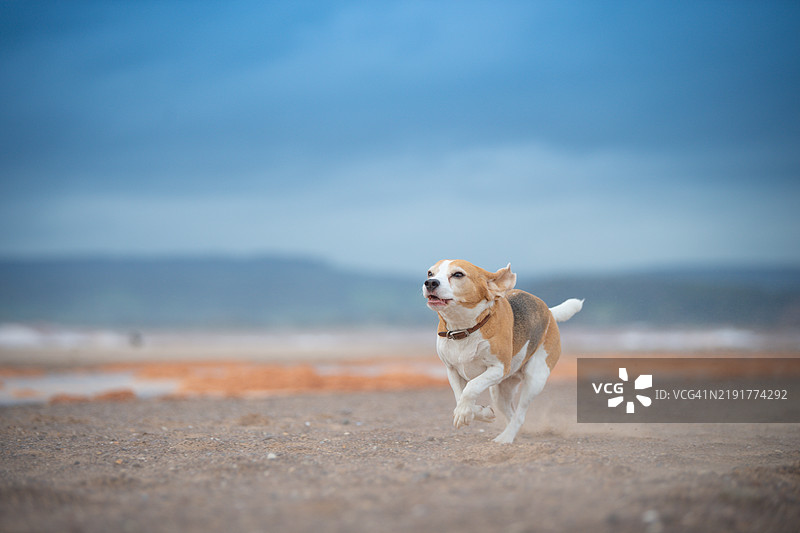 一只比格犬图片素材