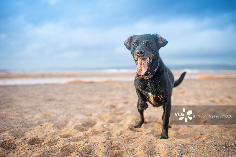 一只黑色拉布拉多犬图片素材