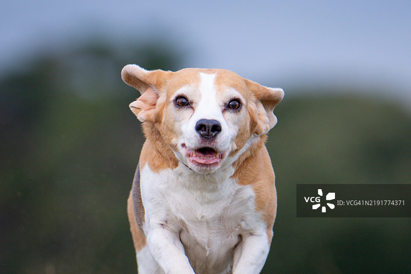 一只比格犬图片素材