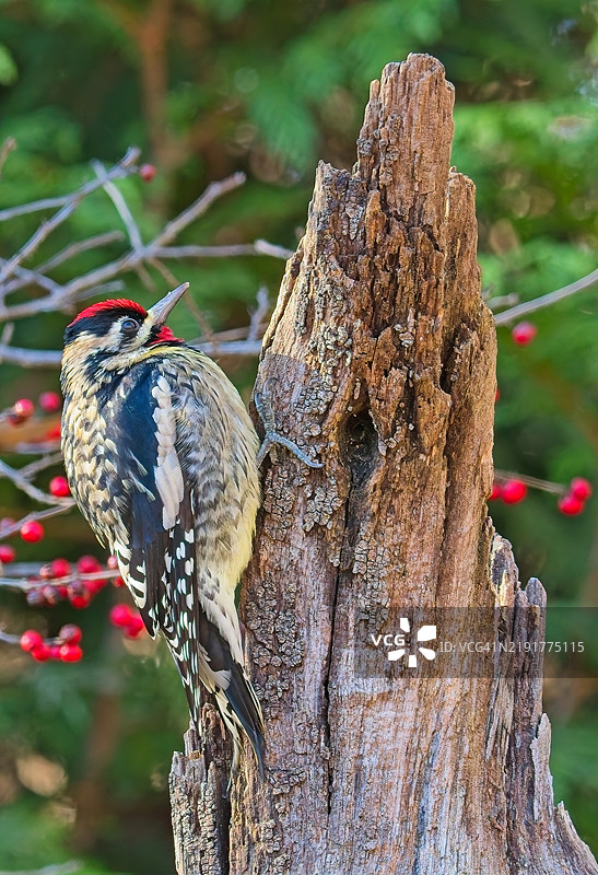 黄腹啄木鸟图片素材