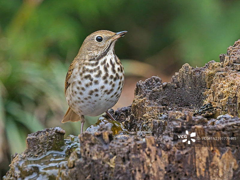 隐士鸫图片素材