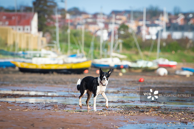 边境牧羊犬图片素材