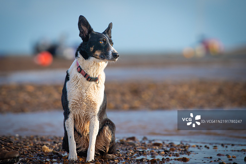 边境牧羊犬图片素材
