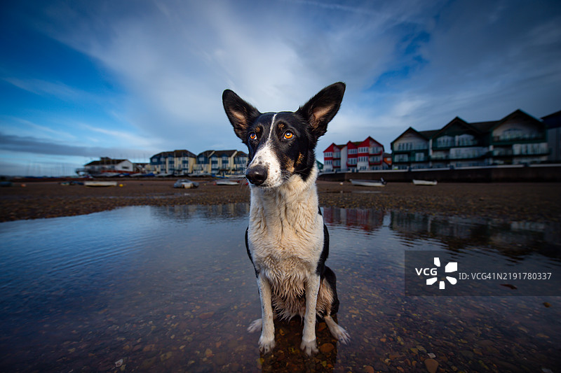 边境牧羊犬图片素材