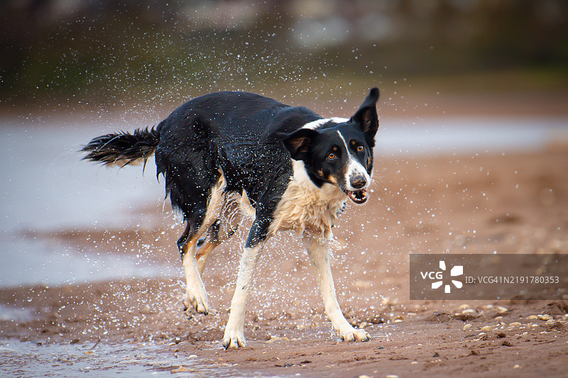 边境牧羊犬图片素材