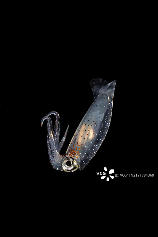 年轻的大鳍礁鱿鱼（Sepioteuthis lessoniana），在印度尼西亚伦贝海的黑水潜水中图片素材