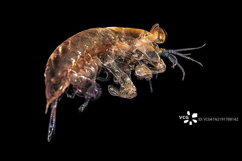 黑水潜水揭示了远洋浮游生物：孔雀螳螂虾幼体，印度尼西亚伦贝海峡图片素材