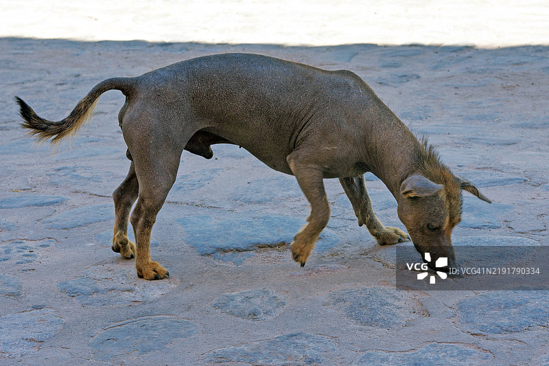 秘鲁无毛犬图片素材