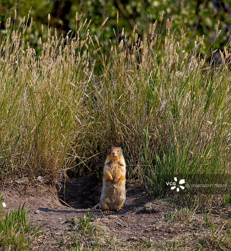 后腿站立的地松鼠图片素材