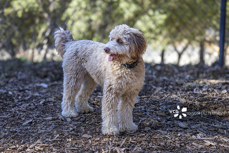 狗公园里的贵宾犬混种 001图片素材