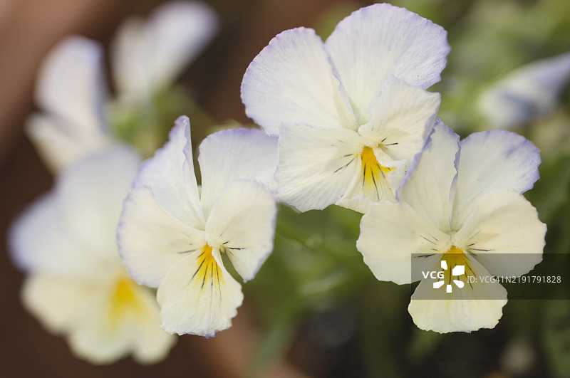 紫罗兰冰淇淋 昨天、今天和明天图片素材