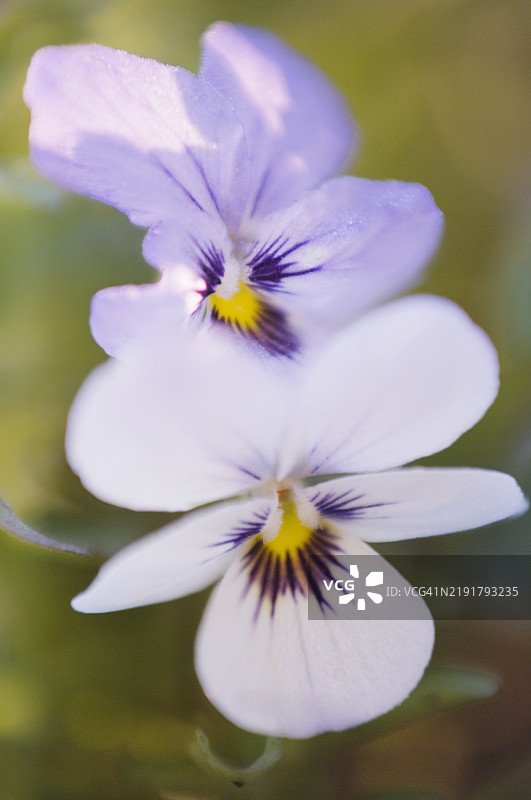 白色薰衣草山潘西花。紫罗兰属花卉二重奏图片素材