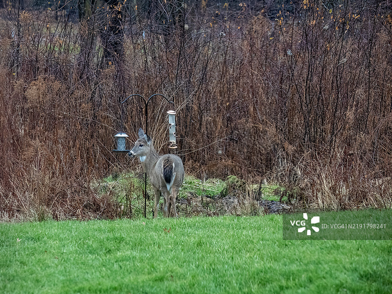 鸟食器的《不速之客》图片素材