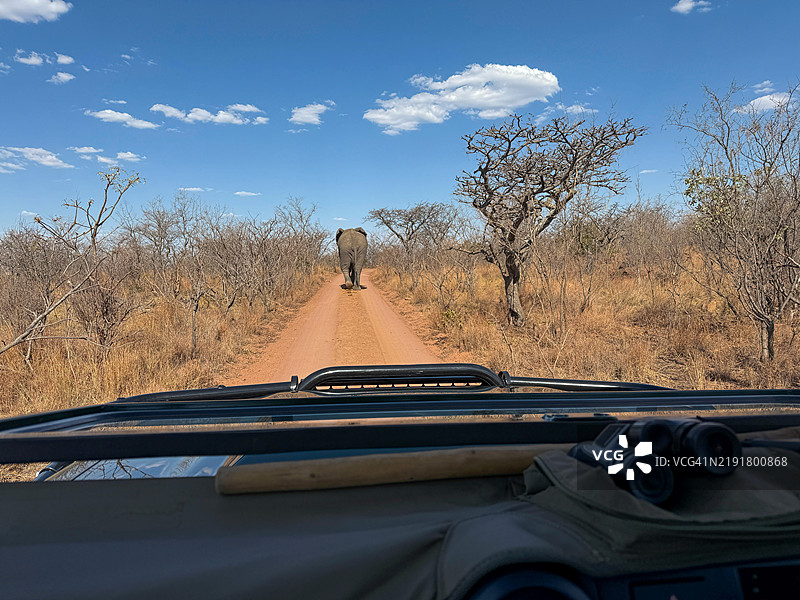 在非洲的摄影 safari 中跟随一头野生大象图片素材