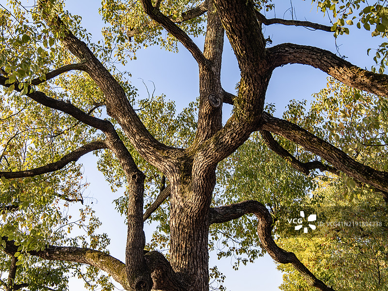 扭曲树枝的古老树木图片素材