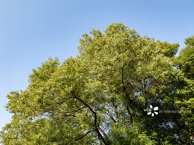 鲜艳的绿色树冠映衬着蓝天图片素材