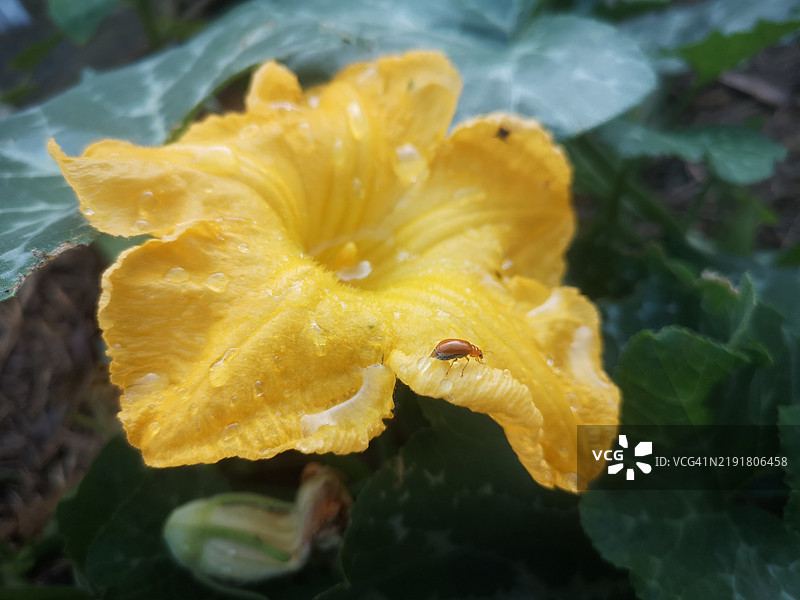 昆虫，虫子在黄色的南瓜花上图片素材