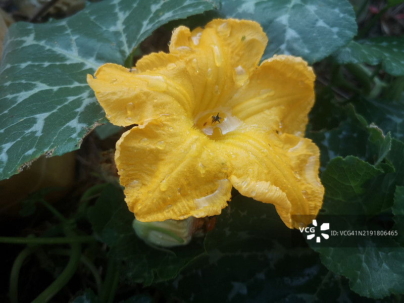 昆虫，虫子在黄色的南瓜花上图片素材