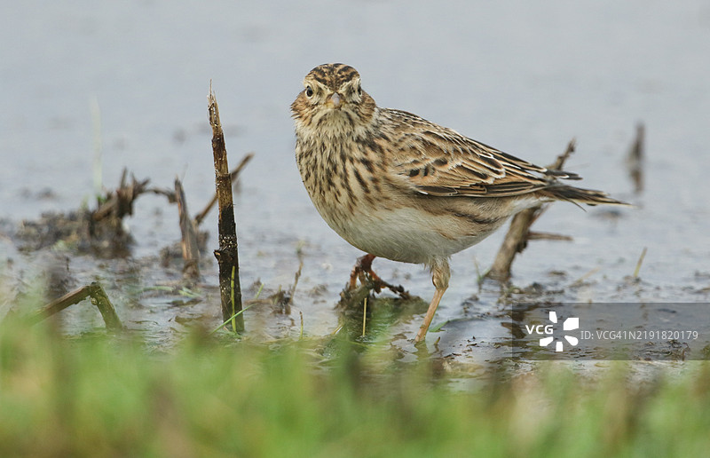 一只云雀（Alauda arvensis）在水边的地面上觅食。图片素材