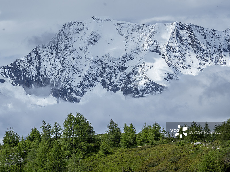 意大利佩尼内阿尔卑斯山的落叶松森林和雪山。图片素材