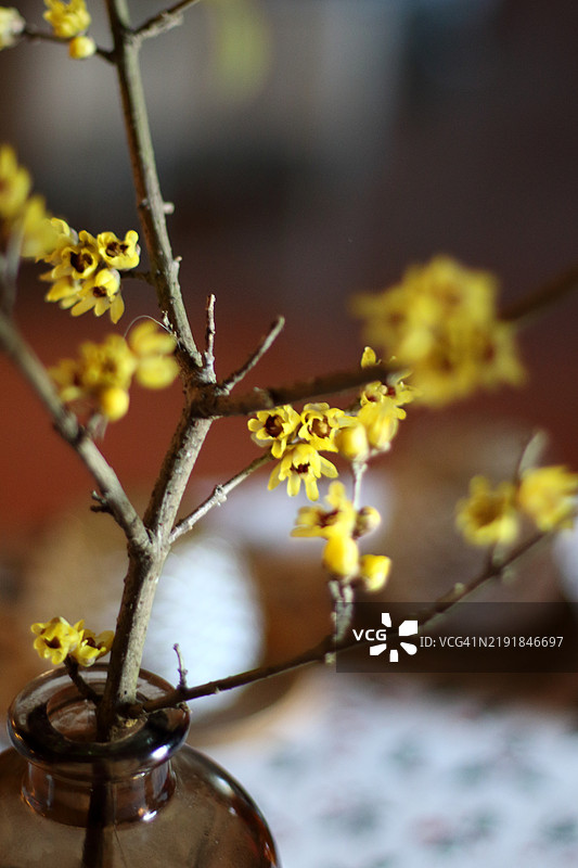蜡梅花图片素材