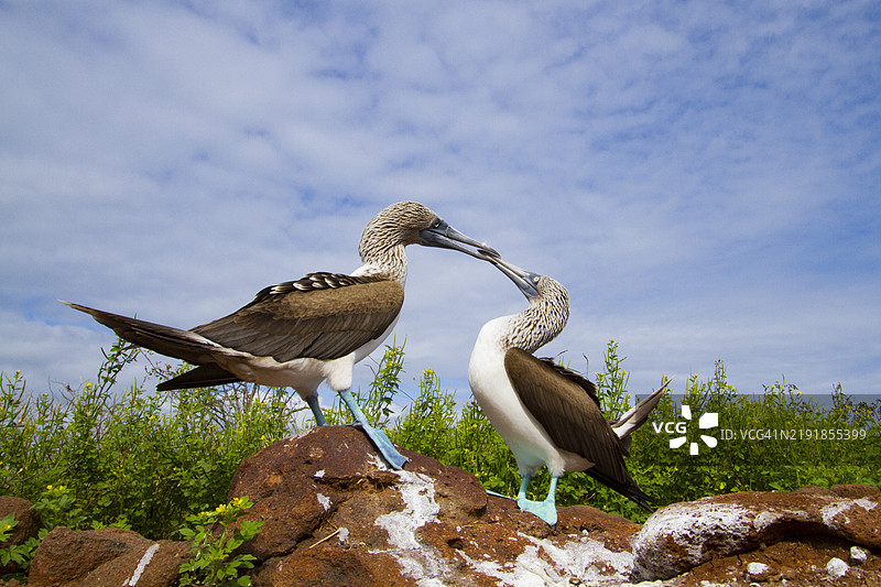 加拉帕戈斯群岛（厄瓜多尔，南美洲）蓝脚鲣鸟（Sula nebouxii）的求偶行为，联合国教科文组织世界遗产地图片素材