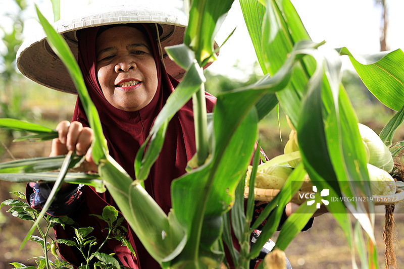 戴着头巾的东南亚退休女性在自己的土地上收割玉米图片素材