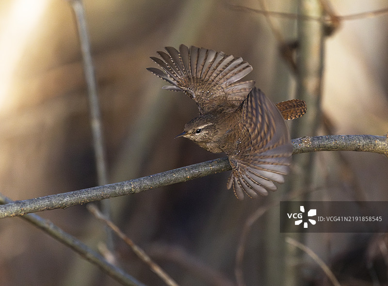小鹪鹩展开翅膀图片素材