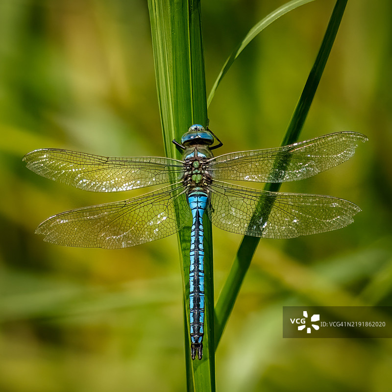 帝王蜻蜓图片素材