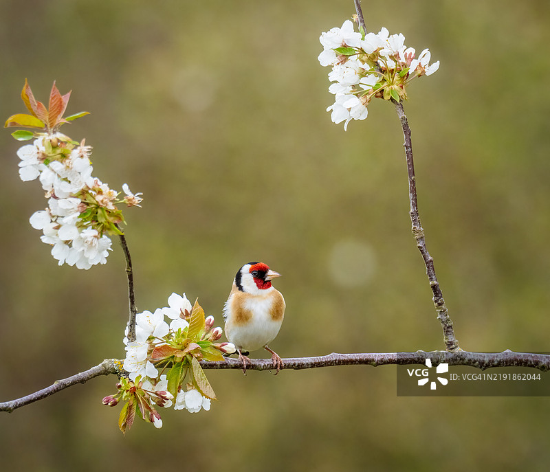 金翅雀图片素材
