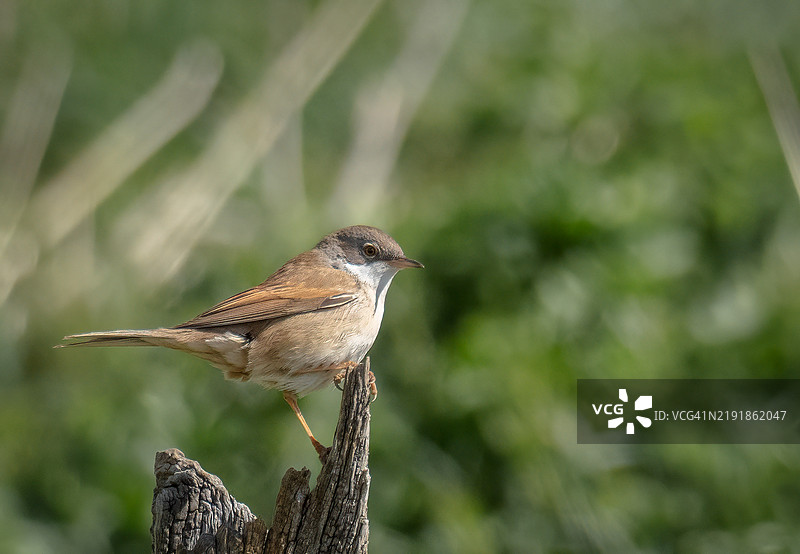 普通白喉歌鸲图片素材