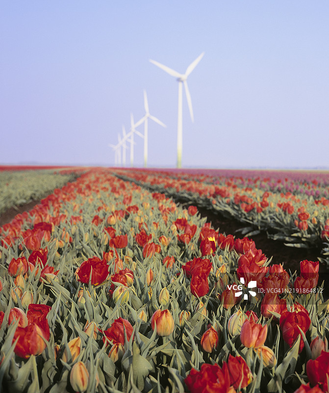 大型风力涡轮机与前方的红色郁金香田图片素材