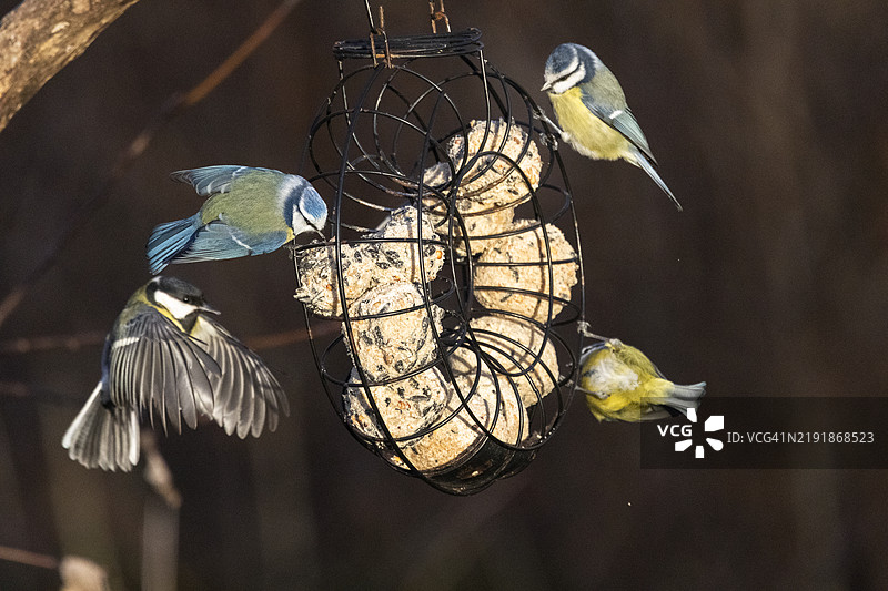 鸟食槽上有很多小鸟。图片素材