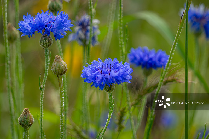 矢车菊 - 蓝色矢车菊图片素材