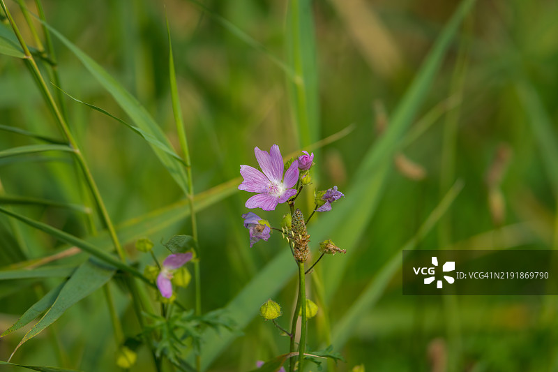 麝香蜀葵 - Malva moschata图片素材