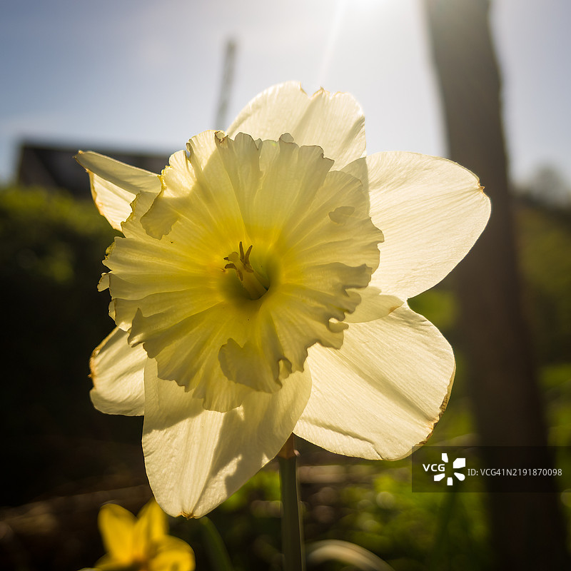 白色水仙 - 德斯德蒙娜水仙图片素材