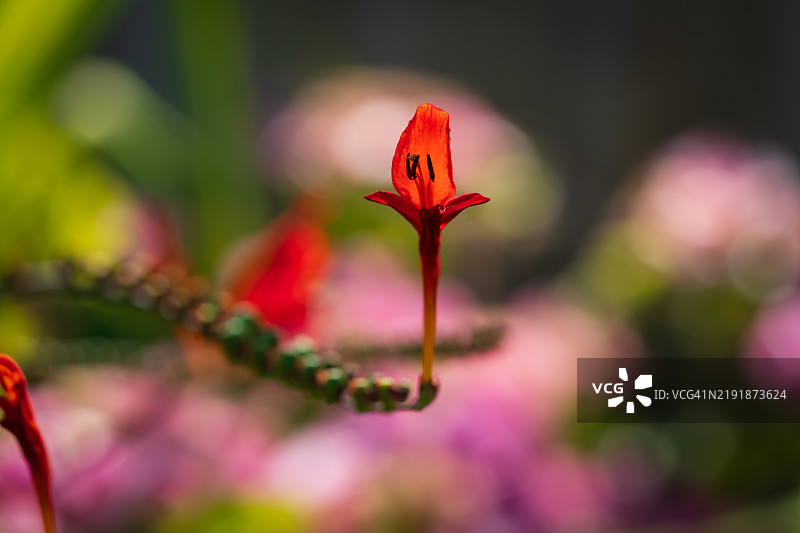 火百合 - 克罗科斯米亚 '路西法'图片素材