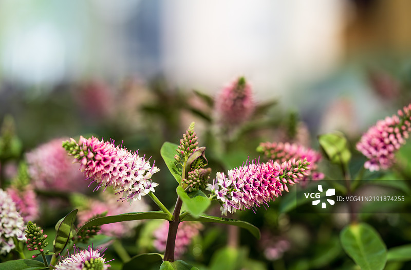 华丽的海贝 - 维罗尼卡·斯佩西奥萨图片素材