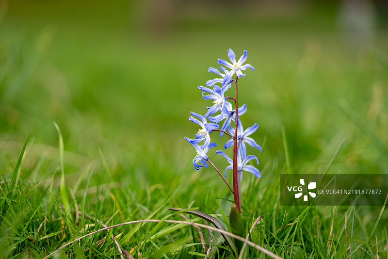 福布斯雪花莲 - Scilla forbesii图片素材