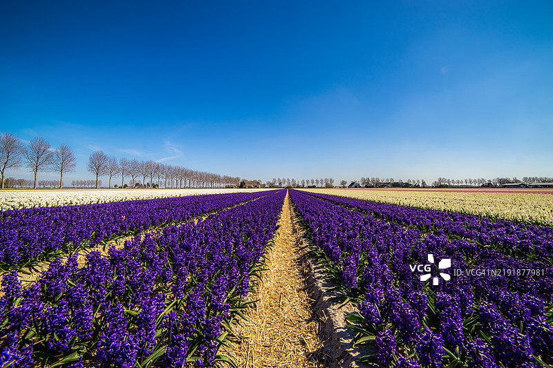 风信子 - Hyacinthoides non-scripta图片素材