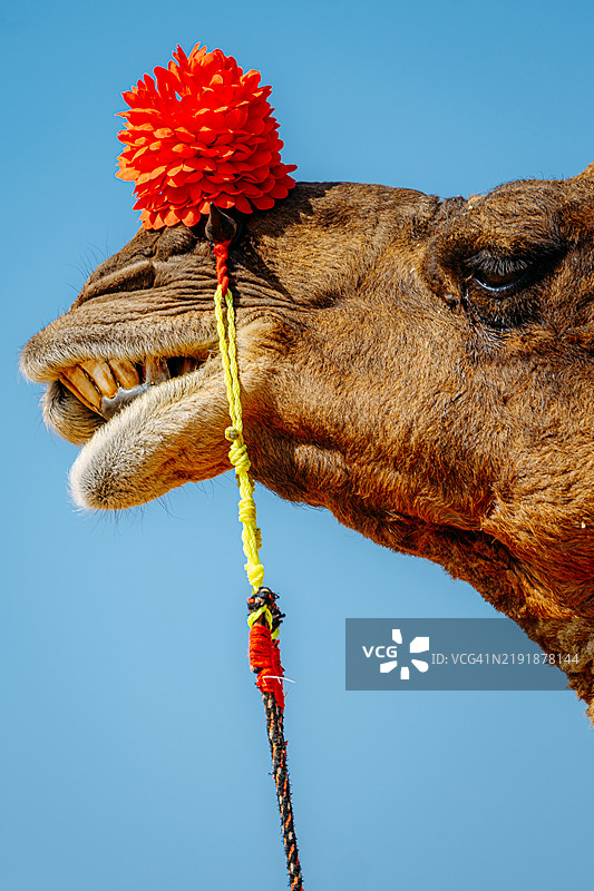 装饰骆驼在普什卡尔集市上，背景是湛蓝的天空图片素材