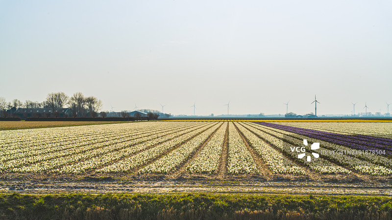 雪花秋水仙 - 秋水仙 (Crocus chrysanthus)图片素材